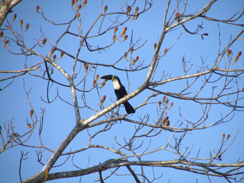 Channel-billed Toucan