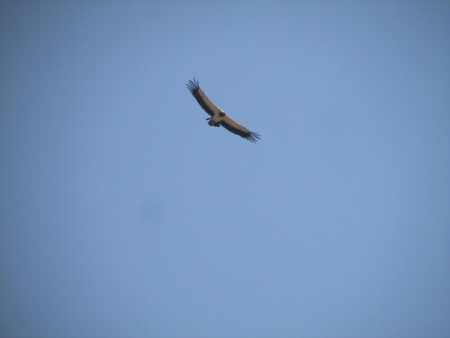 King Vulture