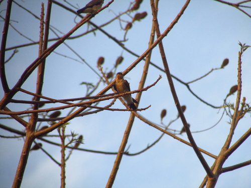 Southern Rough-winged Swallow
