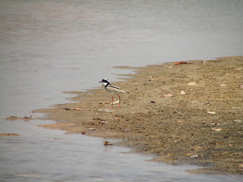 Pied Plover