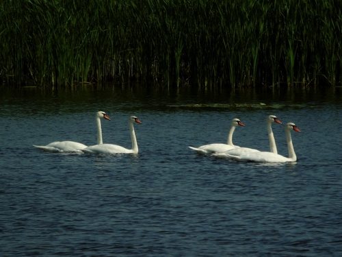 Mute Swan
