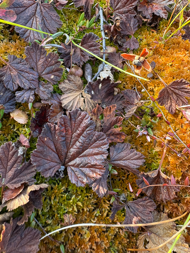 cloudberry