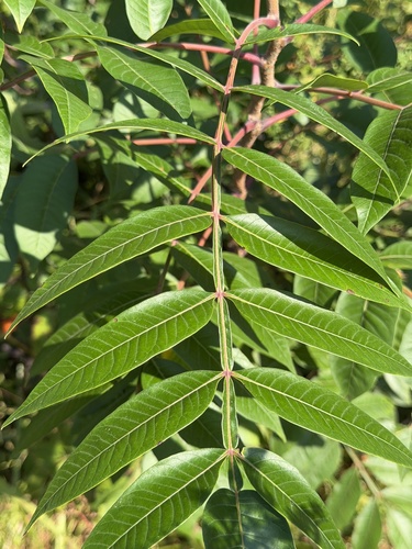 shining sumac