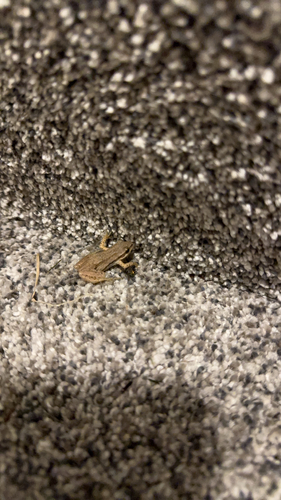 Boreal Chorus Frog