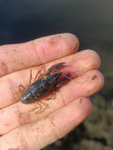 Narrow-clawed crayfish