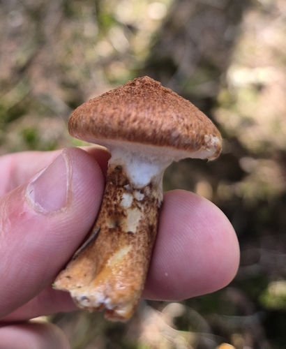 Hollow Bolete