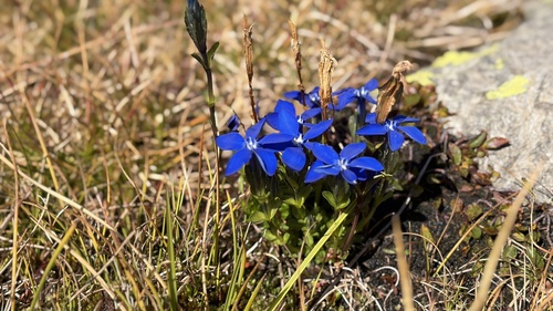 Gentiana bavarica bavarica