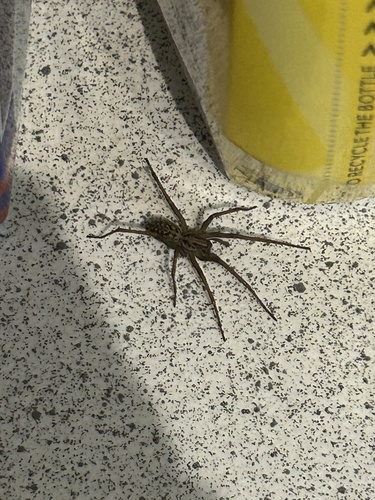 Giant House Spider