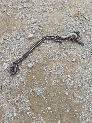 Plains Garter Snake