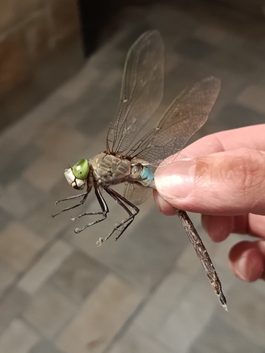 Lesser Emperor