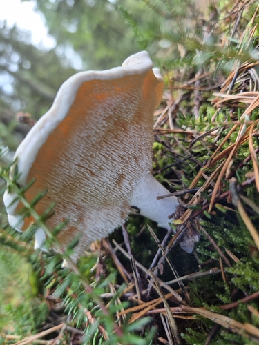 Wood Hedgehog