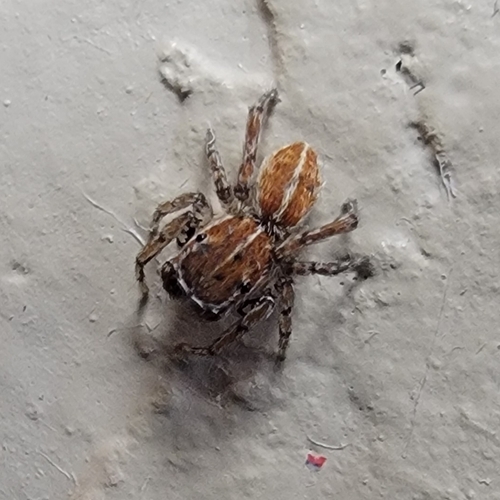 Attinella dorsata