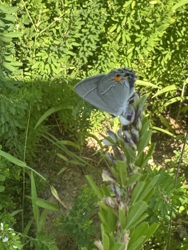 Gray Hairstreak
