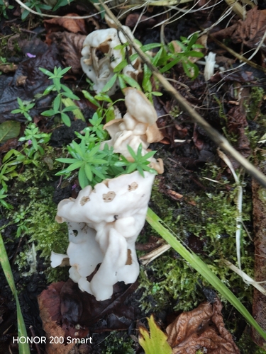 White Saddle