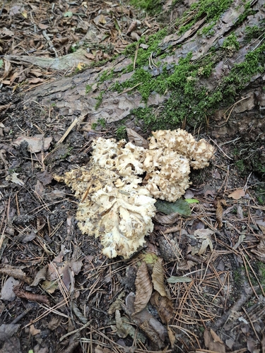 Cauliflower Fungus