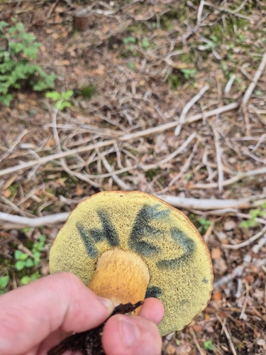Bay Bolete