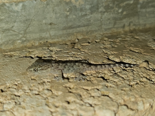 Moorish Gecko
