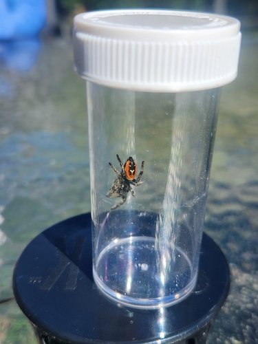 Johnson's Jumping Spider