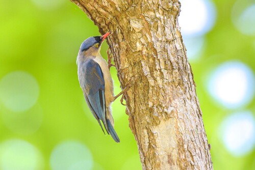 Velvet-fronted Nuthatch