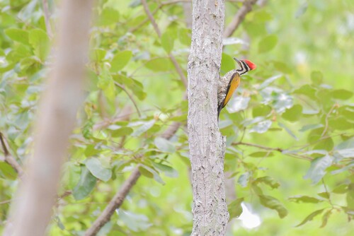 Common Flameback