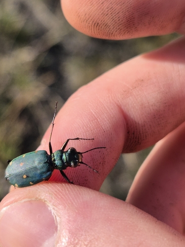 Green Tiger Beetle