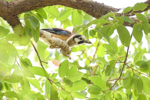 Eurasian Jay