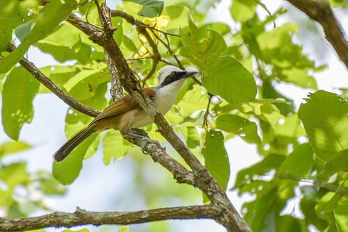 White-crested Laughingthrush