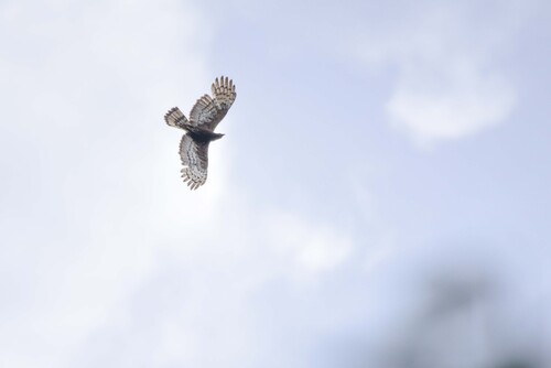 Oriental Honey-Buzzard (Northern)