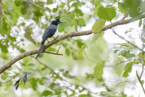 Greater Racket-tailed Drongo