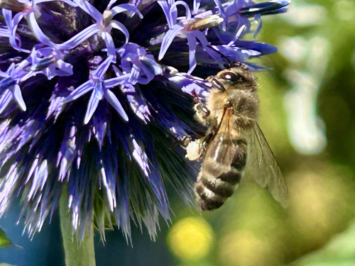 Western Honey Bee