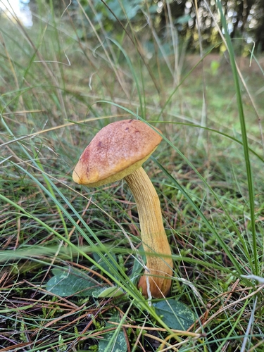 Aureoboletus projectellus