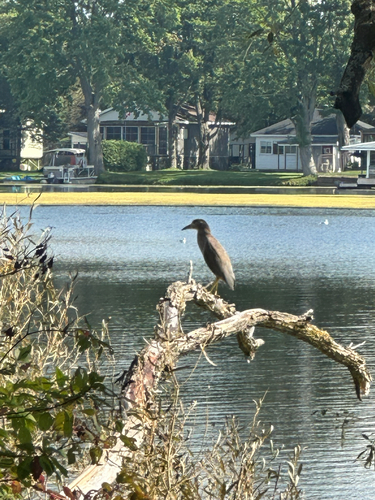 Black-crowned Night Heron