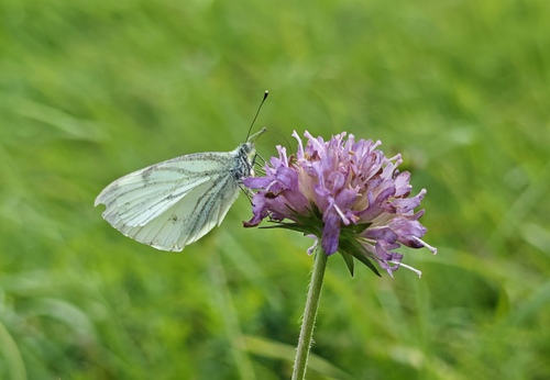 Green-veined White