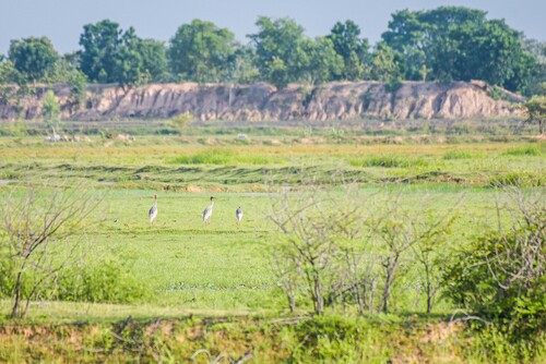 Southeast Asian Sarus Crane