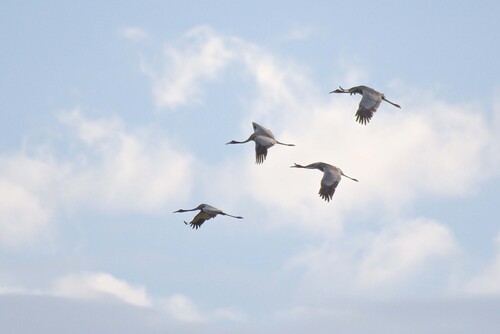 Southeast Asian Sarus Crane