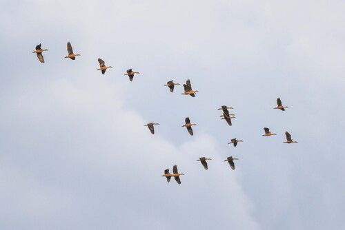 Lesser Whistling-Duck