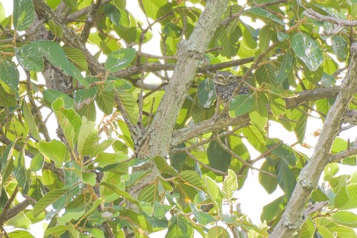 Spotted Owlet