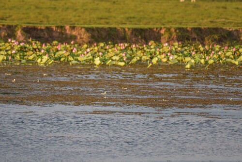 Cotton Pygmy-Goose