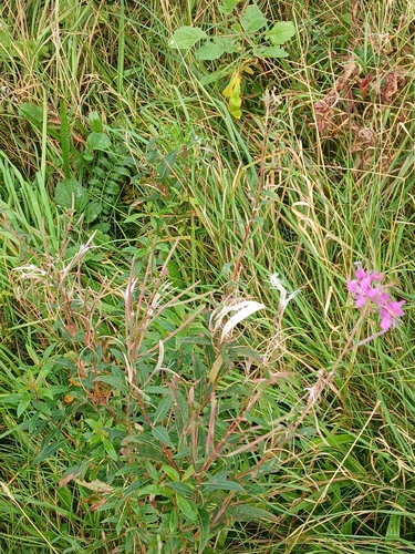 fireweed