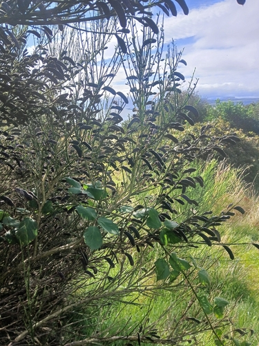 Scotch Broom
