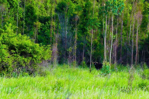 Gaur