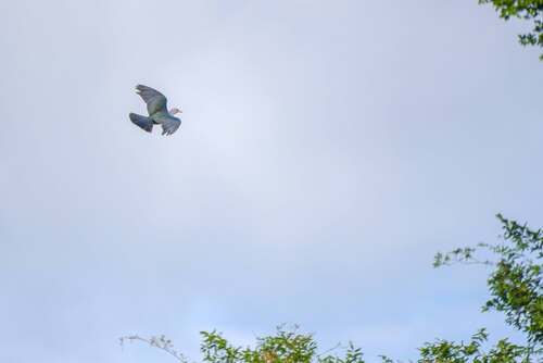 Green Imperial Pigeon