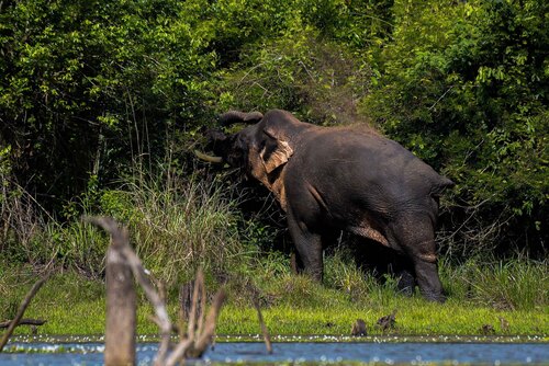 Mainland Asian Elephant