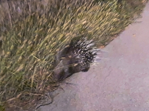 Crested Porcupine