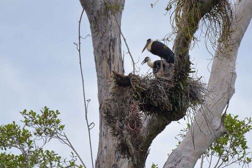 Asian Woolly-necked Stork