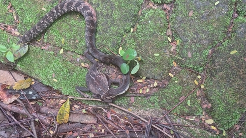 Neuwied's False Fer-de-lance