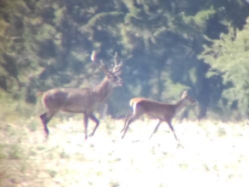 Red Deer