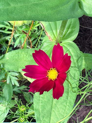 garden cosmos