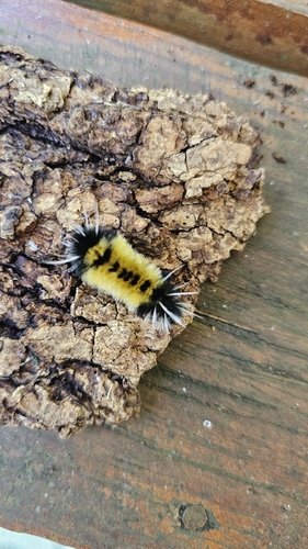 Spotted Tussock Moth