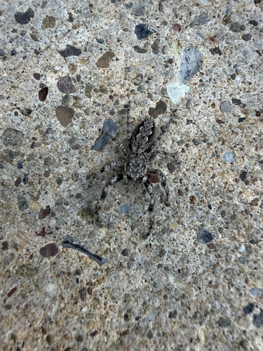 Tan Jumping Spider